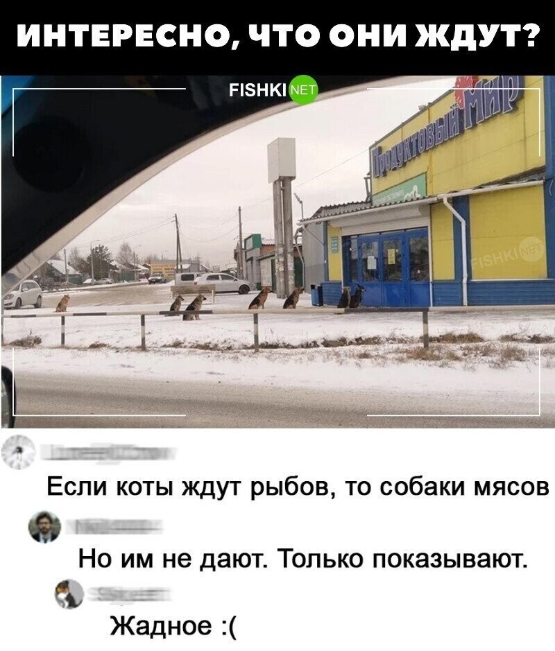 Дайте собакам мясов!