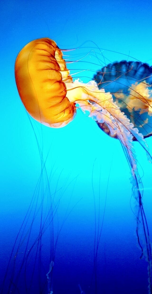 Прекрасная медуза, которую я увидел в океанариуме