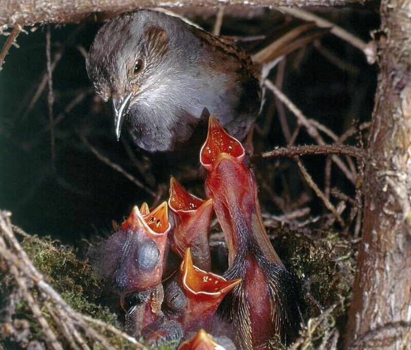 Лесная завирушка: «Дом-2» в мире птиц. Их брачная жизнь перенасыщена эмоциями, потрясениями и коварством