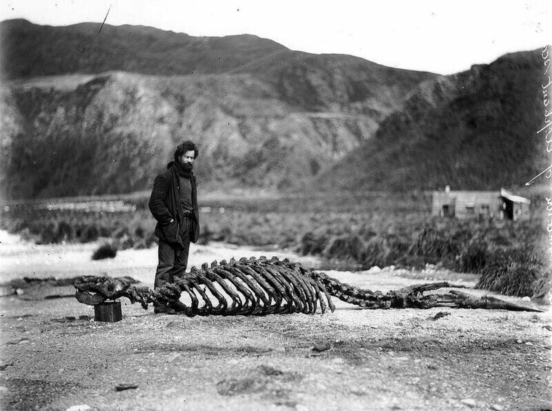 Один из участников экспедиции (Гарольд Гамильтон) стоит у скелета морского слона