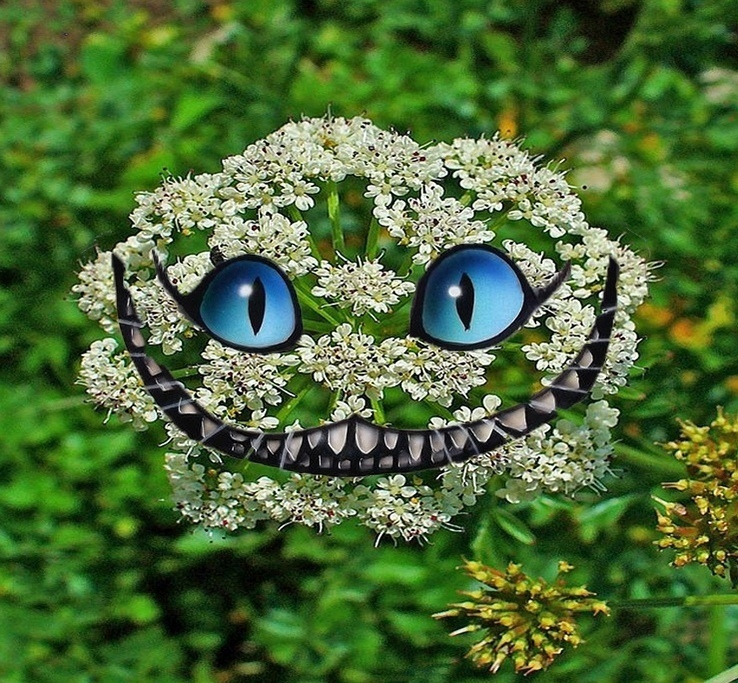 Омежник шафранный: растение, которое заставляет улыбаться перед смертью