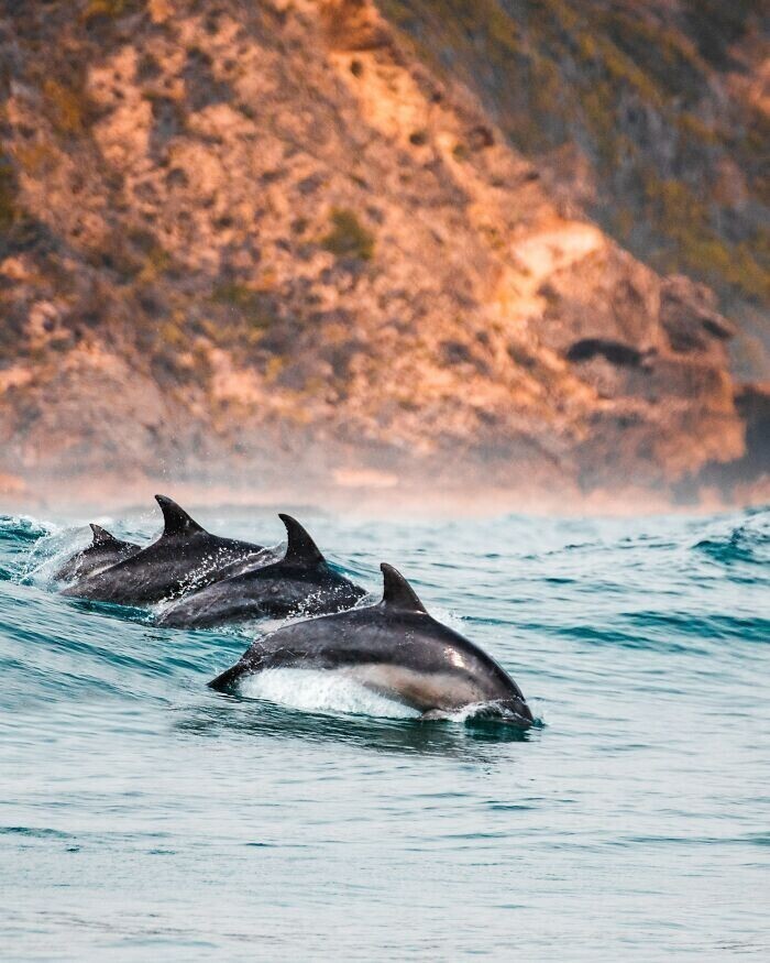 16. Дельфины отсекают голову некрупной рыбе и используют ее для мастурбации. Природа прекрасна, не так ли?