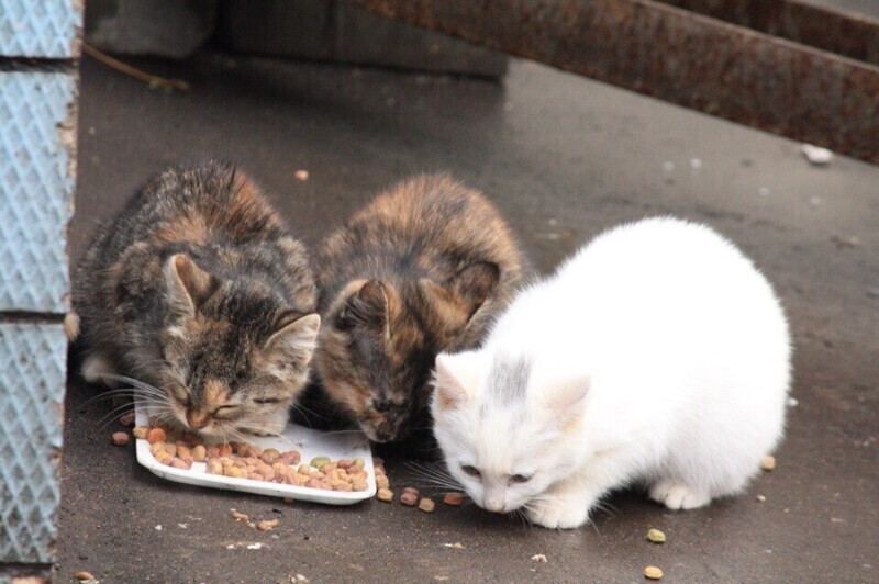 Волонтеры пересчитали численность бездомного кошачьего «войска» в Москве