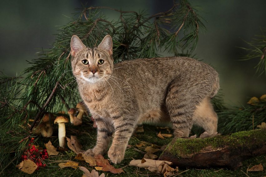 Пиксибоб: Селекционеры превратили простую кошку в мини-рысь! Как ведёт себя новая порода?