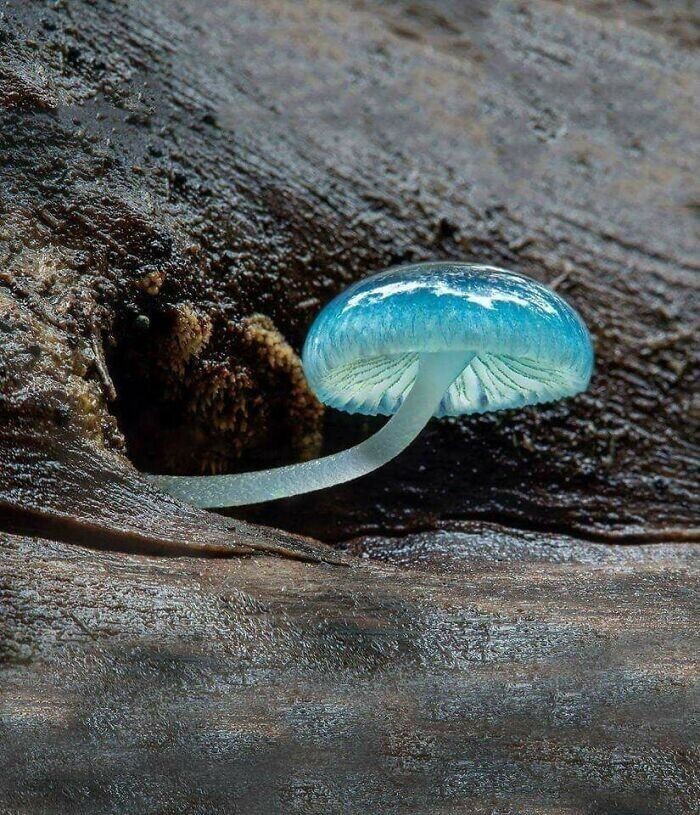 Удивительный гриб - голубой млечник