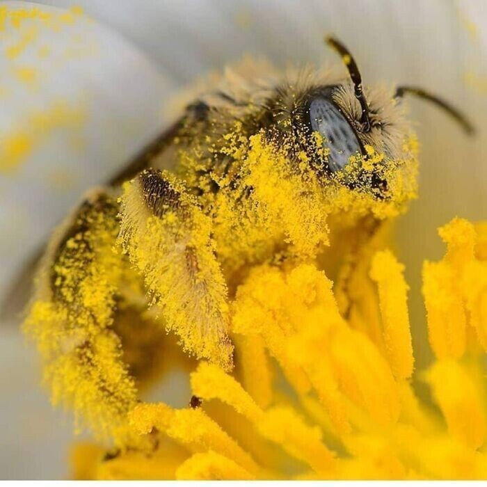 Эффективная пчела