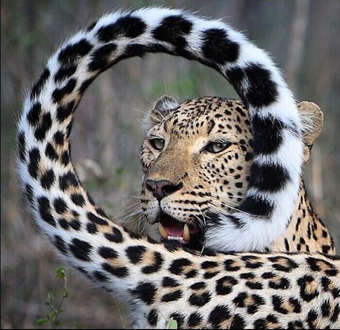 Фотогеничный леопард