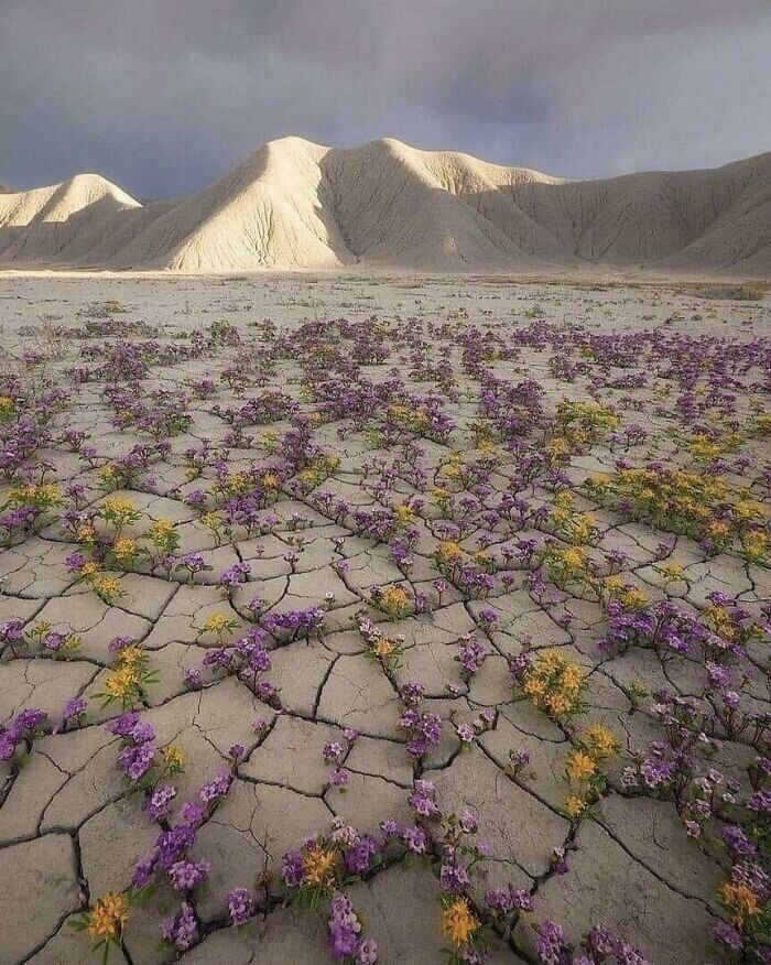 Цветение пустыни Атакама в Чили