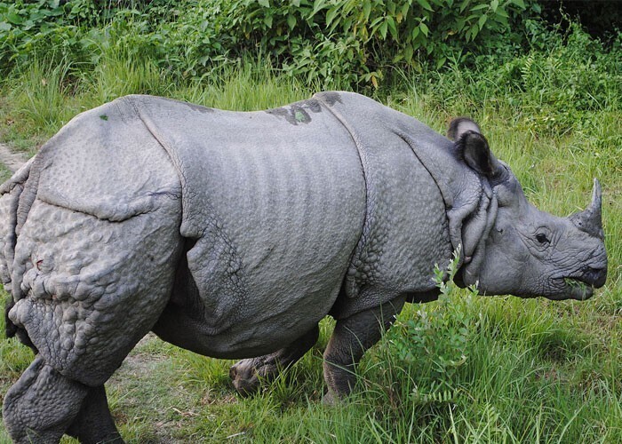 1. В Казиранге, национальном парке на северо-востоке Индии, рейнджеры могут официально стрелять и убивать браконьеров, чтобы защитить индийского однорогого носорога