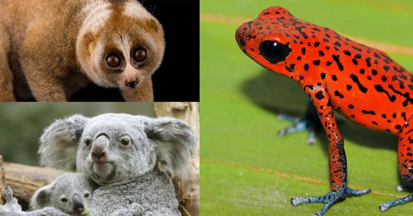 Милые, но опасные: несколько видов животных, которые могут неприятно удивить
