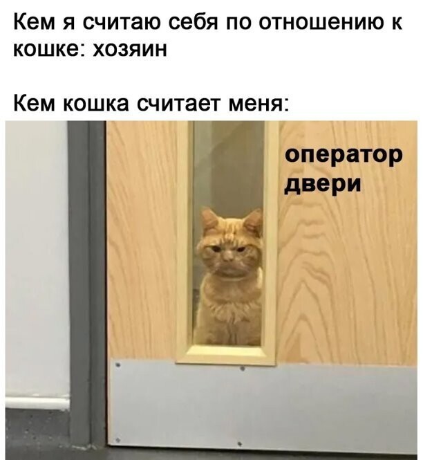 Братья наши меньшие на позитиве