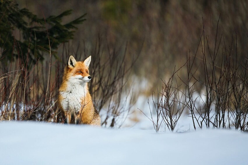 Почему лисице нелегко жить зимой: 10 особенностей рыжей хищницы