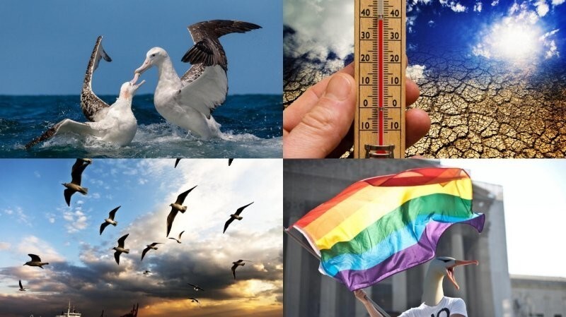 Превратности природы: глобальное потепление сделало альбатросов любителями бара «Голубая устрица»