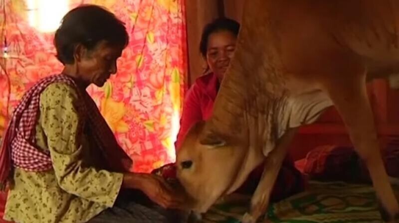 В Камбодже женщина вышла замуж за теленка, так как верит в переселение душ