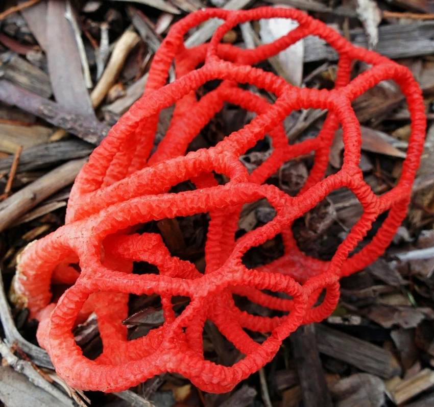 Подозрительная хтонь: гриб красный решеточник
