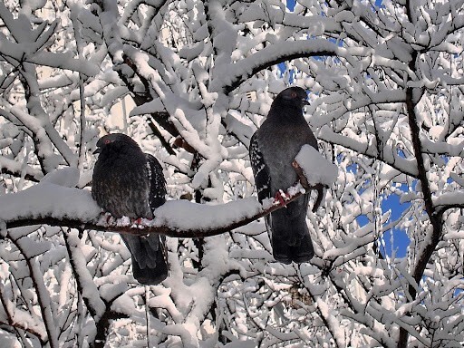 Птицы зимой