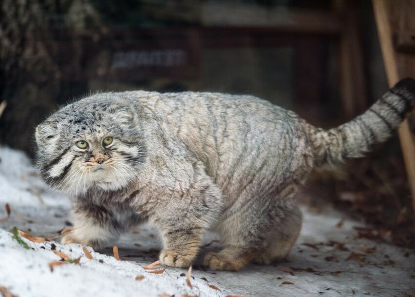 10 фактов о манулах, самых сердитых котах России