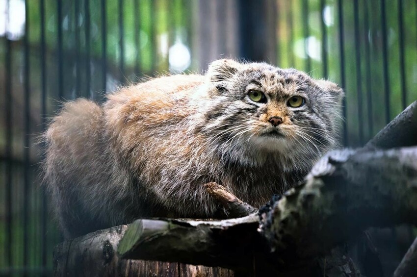 10 фактов о манулах, самых сердитых котах России