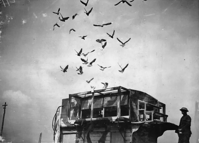Мобильные голубятни Первой мировой: исторические снимки автобусов, на которых перевозили птиц-почтальонов