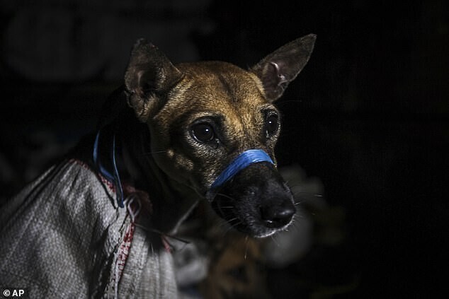 В Индонезии 50 собак спасли по пути на мясную ферму