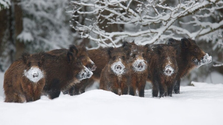 Лесные звери зимой