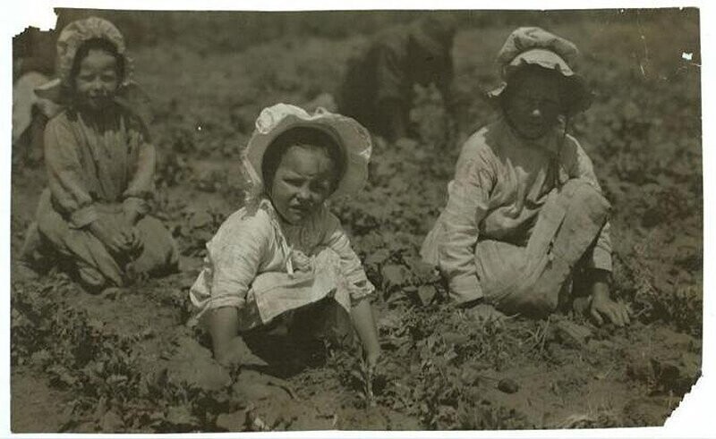 8-летняя Люси и 10-летняя Итан на сборе урожая сахарной свеклы. Шугар-Сити, Колорадо, 1915 год