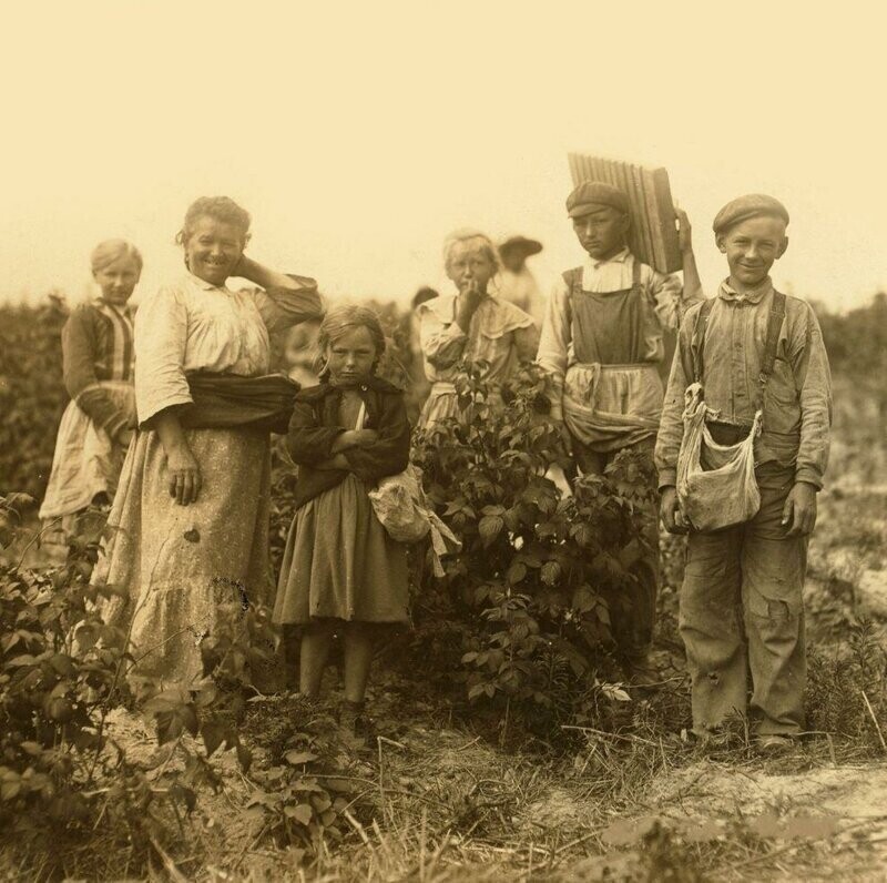 Польские эммигранты (Бизи и ее семья) работают в полях недалеко от Балтимора, штат Мэриленд, июль 1909 года