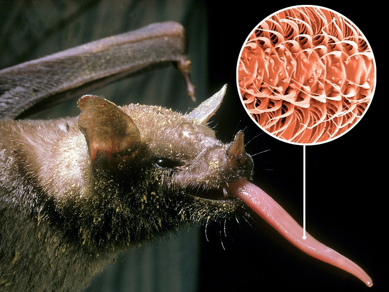 Трубкогубая летучая мышь: Язык в 1,5 раза длиннее тела! Чтобы не болтался на ветру, его пришлось спрятать в груди