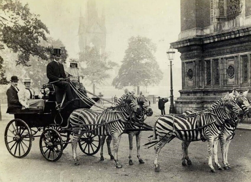 Леопольд Де Ротшильд и его знаменитый экипаж зебр. Лондон. 1898 г.