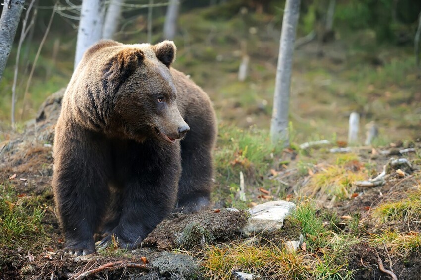 Как живёт бурый медведь: 10 интересных фактов из жизни «косолапого»