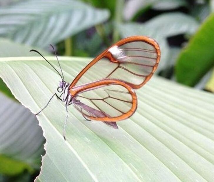 11. Прозрачная бабочка