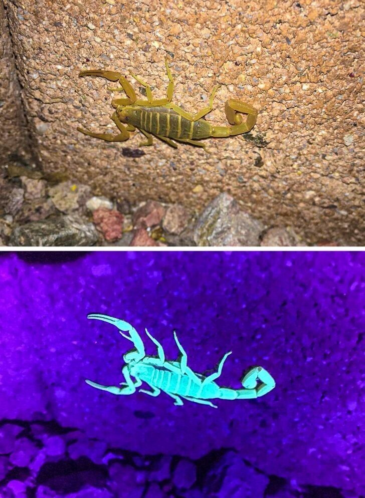 13. Скорпион под ультрафиолетом