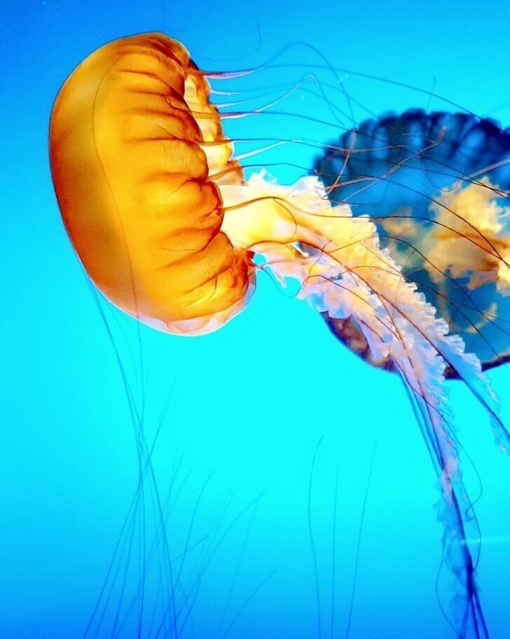 21. Красивая медуза из зоопарка