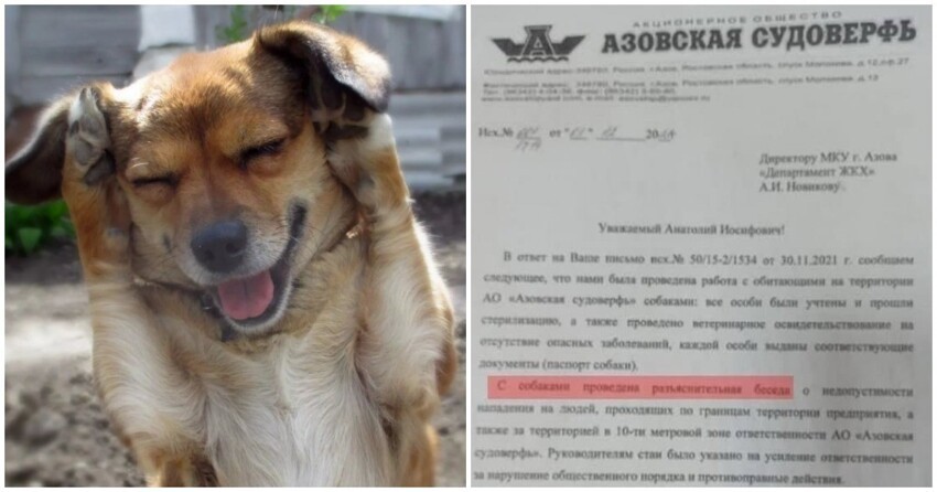 «Азовская судоверфь» отчиталась мэрии о воспитательных беседах с бездомными собаками