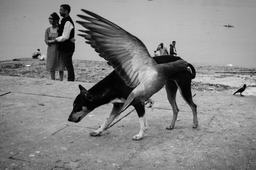 Финалист: Субхран Кармакар, "Собака с крыльями"