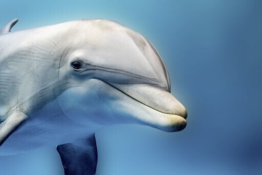 Как дельфины и киты получают пресную воду, обитая в соленых морях и океанах?