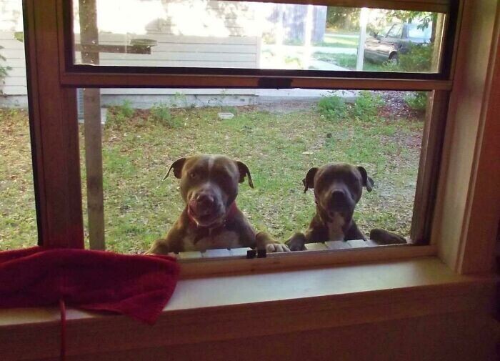 "Я приветствую или угощаю соседских собак каждое утро по пути на работу. Вот что я увидел в окне своей кухни, проснувшись в один выходной"