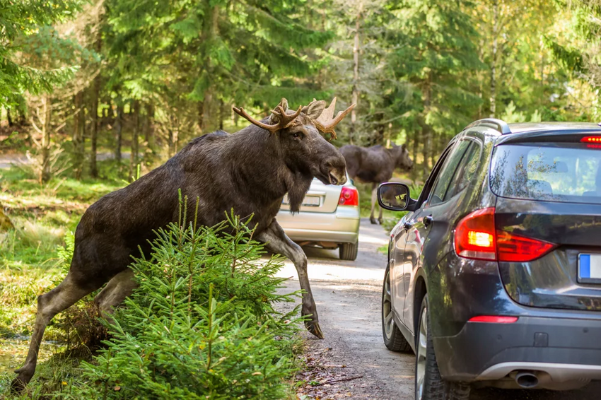 Почему лоси любят автомобильные дороги больше других животных? Опасность лося на дороге