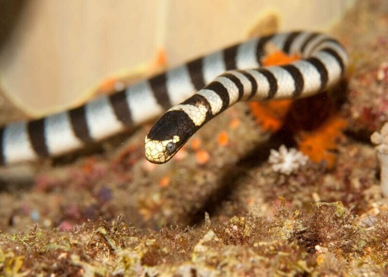 Плоскохвост   интересные факты, морские змеи