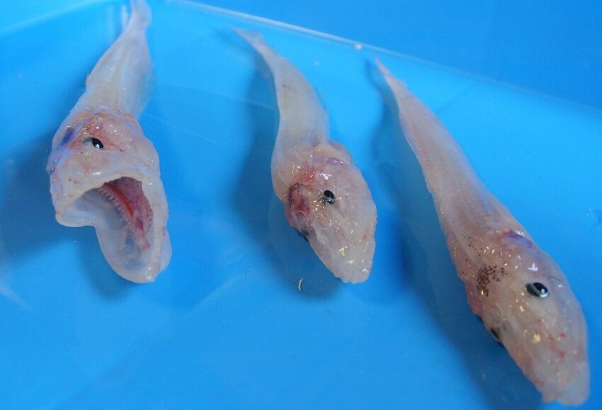 Голомянка: 70% рыбы в Байкале — вот эти «красавцы», целиком состоящие из жира и костей