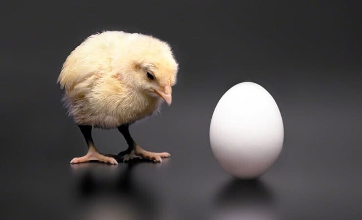 Что было первым - курица или яйцо?