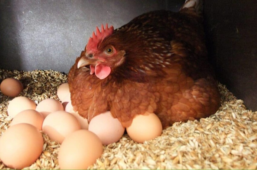 Что было первым - курица или яйцо?
