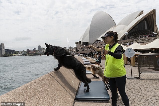 Австралийские собаки обогащаются на ловле чаек