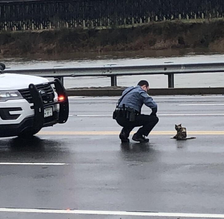 Полицейский остановил движение, чтобы помочь раненой кошке