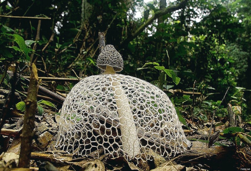 Бамбуковый гриб встречается в южной Азии, Африке, Америках, Австралии
