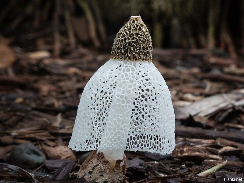 Бамбуковый гриб встречается в южной Азии, Африке, Америках, Австралии