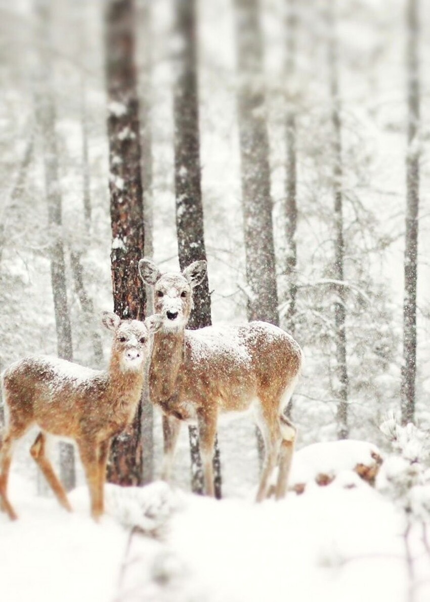 Лесные звери зимой (Часть 2)