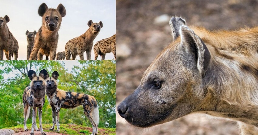 Хихикающие ублюдки способные менять пол: немного фактов о гиенах