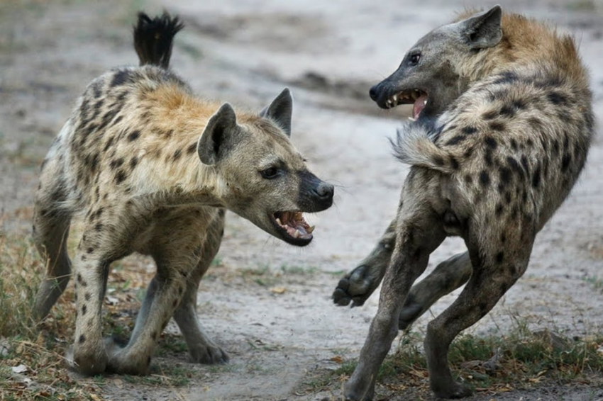 Хихикающие ублюдки способные менять пол: немного фактов о гиенах