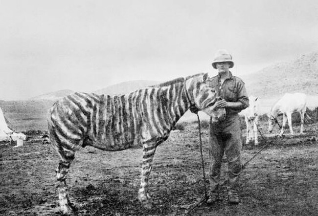 8. Британский солдат с лошадью, покрашенной под зебру, в Германской Восточной Африке во время Первой мировой войны.